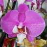 Орхидея Phalaenopsis Los Angeles (отцвел)