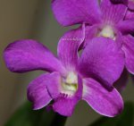 Орхидея Dendrobium Pink Thai Girl (отцвёл)