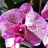 Орхидея Phalaenopsis Melody 