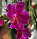 Орхидея Doritaenopsis (отцвёл)