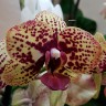 Орхидея Phalaenopsis Rotation        