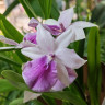 Орхидея Miltonia hybrid (отцвела)