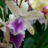 Орхидея Miltonia hybrid (отцвела)