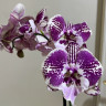 Орхидея Phalaenopsis Big Lip (отцвел)