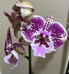 Орхидея Phalaenopsis Big Lip 