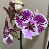 Орхидея Phalaenopsis Big Lip (отцвел)