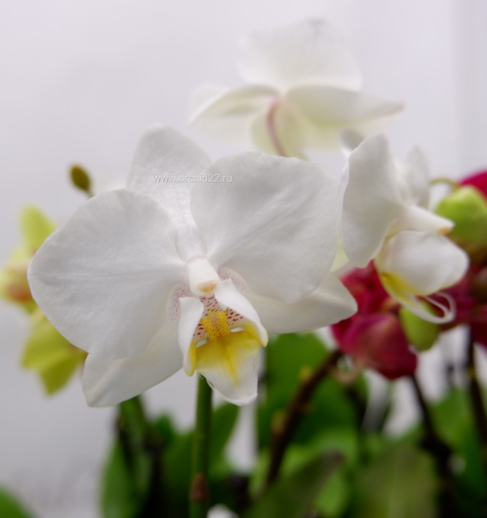 Орхидея Phalaenopsis mini (отцвел)    