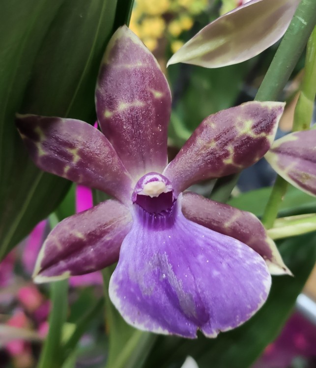 Орхидея Zygopetalum Impasto Blue (отцвел)