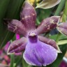 Орхидея Zygopetalum Impasto Blue (отцвел)