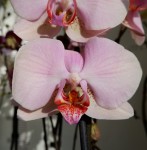 Орхидея Phalaenopsis (отцвел)    