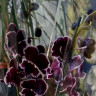 Орхидея Phalaenopsis Younghome Pearl, Big Lip 