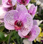 Орхидея Phalaenopsis Claudia (отцвел)