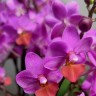 Орхидея Phal. Liu's Triprince 'Hot Lip', multiflora (отцвела, РЕАНИМАШКА)