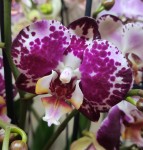 Орхидея Phalaenopsis Blanka (отцвел, УЦЕНКА) 