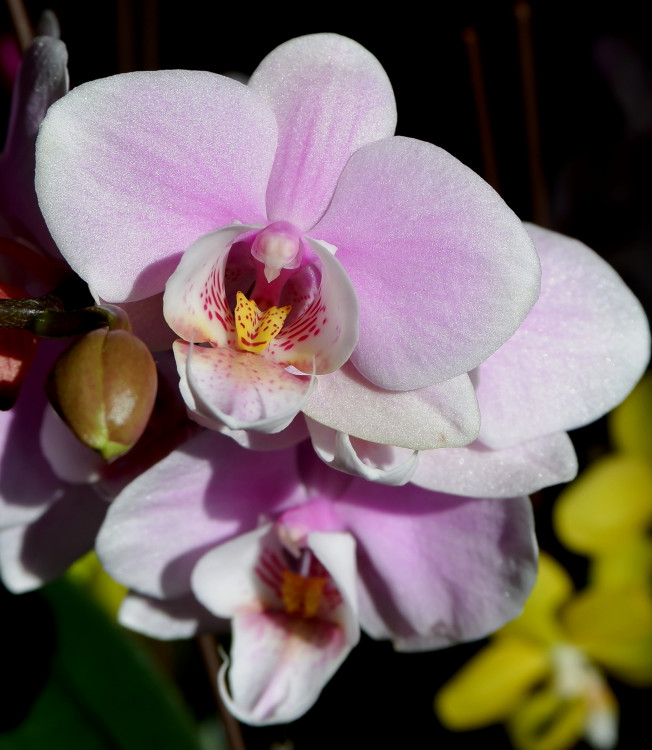 Орхидея Phalaenopsis, multiflora  (отцвел)  