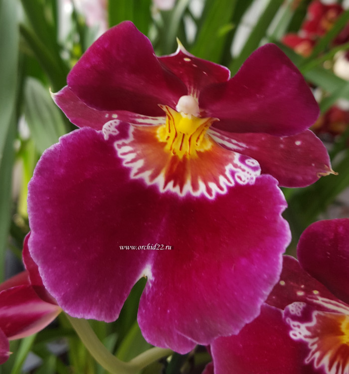 Орхидея Miltoniopsis Patricia Anne 'Maroon' (отцвел)