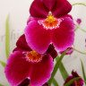 Орхидея Miltoniopsis Patricia Anne 'Maroon' (отцвел)