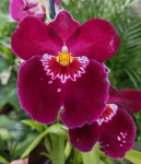 Орхидея Miltoniopsis Patricia Anne 'Maroon' (отцвел)