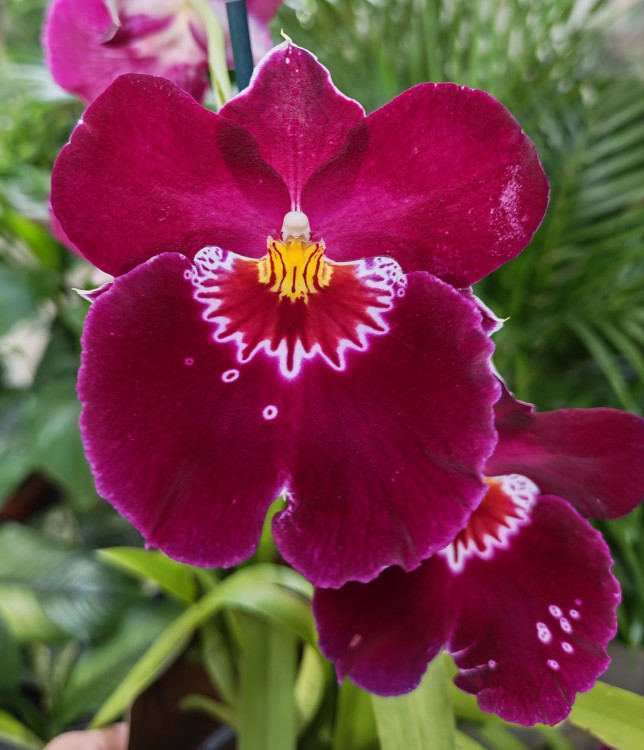 Орхидея Miltoniopsis Patricia Anne 'Maroon' (отцвел)