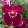 Орхидея Miltoniopsis Patricia Anne 'Maroon' (отцвел)