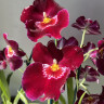Орхидея Miltoniopsis Patricia Anne 'Maroon' (отцвел)