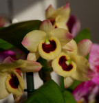 Орхидея Dendrobium nobile Sunny Eyes (отцвел)