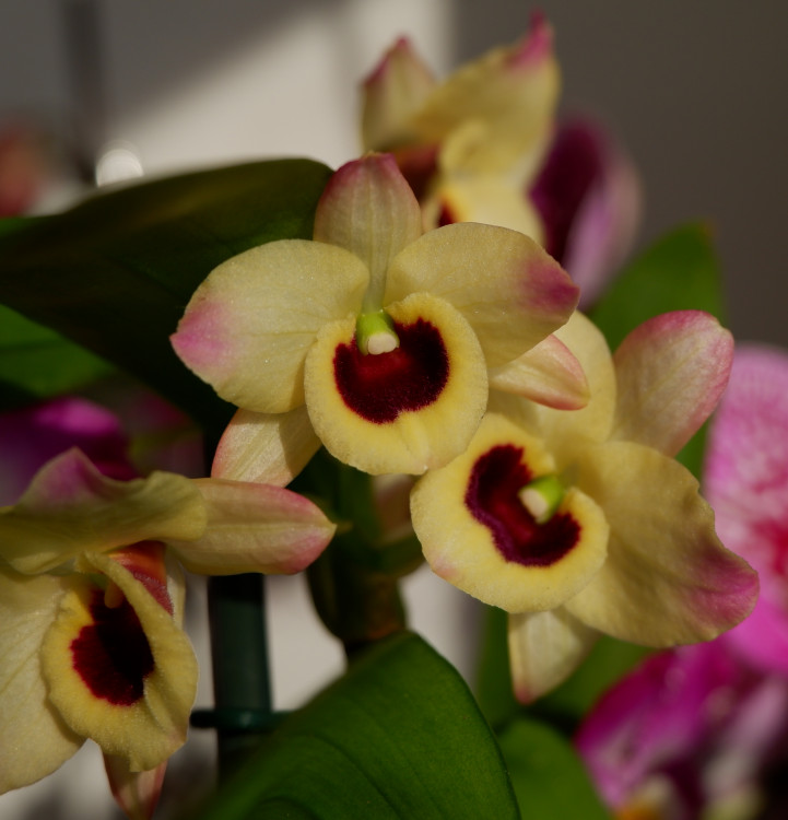 Орхидея Dendrobium nobile Sunny Eyes (отцвел)
