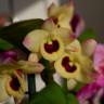 Орхидея Dendrobium nobile Sunny Eyes (отцвел)