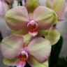 Орхидея Phalaenopsis Sara Blush (отцвел)