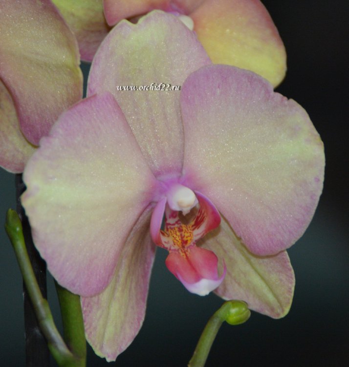 Орхидея Phalaenopsis Sara Blush (отцвел)