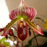 Орхидея Paphiopedilum sukhakulii hybrid 