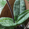 Орхидея Paphiopedilum sukhakulii hybrid 