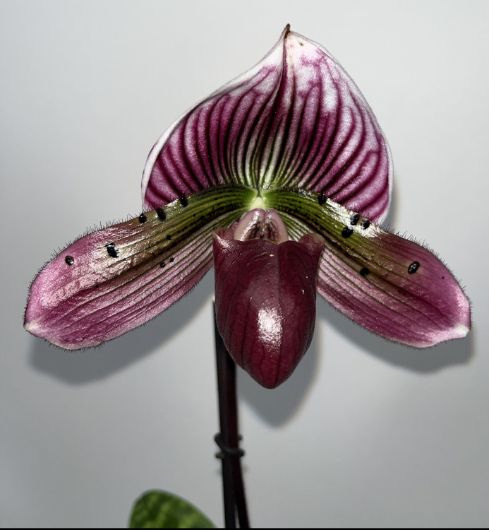 Орхидея Paphiopedilum sukhakulii hybrid 