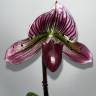 Орхидея Paphiopedilum sukhakulii hybrid 