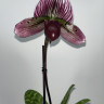 Орхидея Paphiopedilum sukhakulii hybrid 
