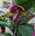 Орхидея Paphiopedilum sukhakulii hybrid 