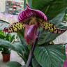 Орхидея Paphiopedilum sukhakulii hybrid 
