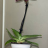 Орхидея Paphiopedilum sukhakulii hybrid 