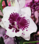 Орхидея Phalaenopsis Big Lip (отцвел, РЕАНИМАШКА*)   