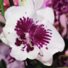 Орхидея Phalaenopsis Big Lip (отцвел, РЕАНИМАШКА*)   
