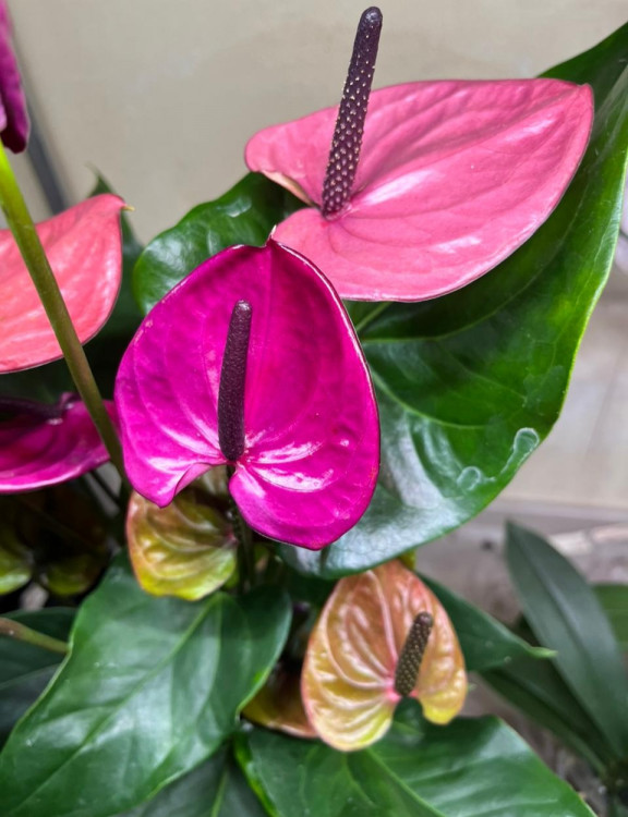 Anthurium Louisiana