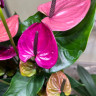 Anthurium Louisiana
