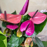 Anthurium Louisiana