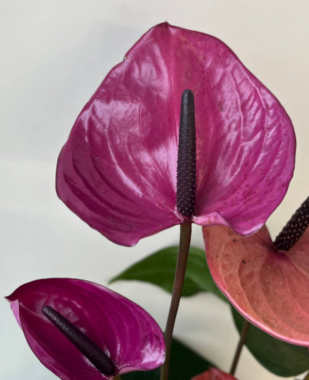 Anthurium Louisiana 
