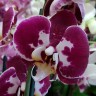 Орхидея Phalaenopsis Modulation (отцвел)