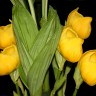 Орхидея Anguloa clowesii (отцвела)