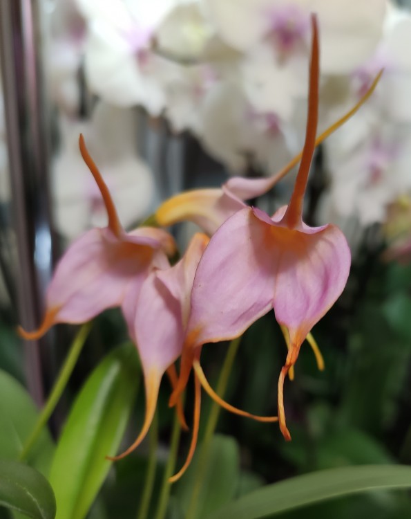 Орхидея Masdevallia (отцвела, РЕАНИМАШКА)