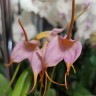 Орхидея Masdevallia (отцвела, РЕАНИМАШКА)