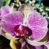 Орхидея Phalaenopsis Marshmellow
