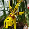 Орхидея Aliceara Pacific Nova Butter Buds (отцвела)